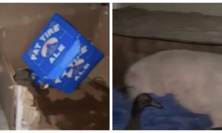 Pet Pig Gets Hammered After Drinking Beer Found In The Garage