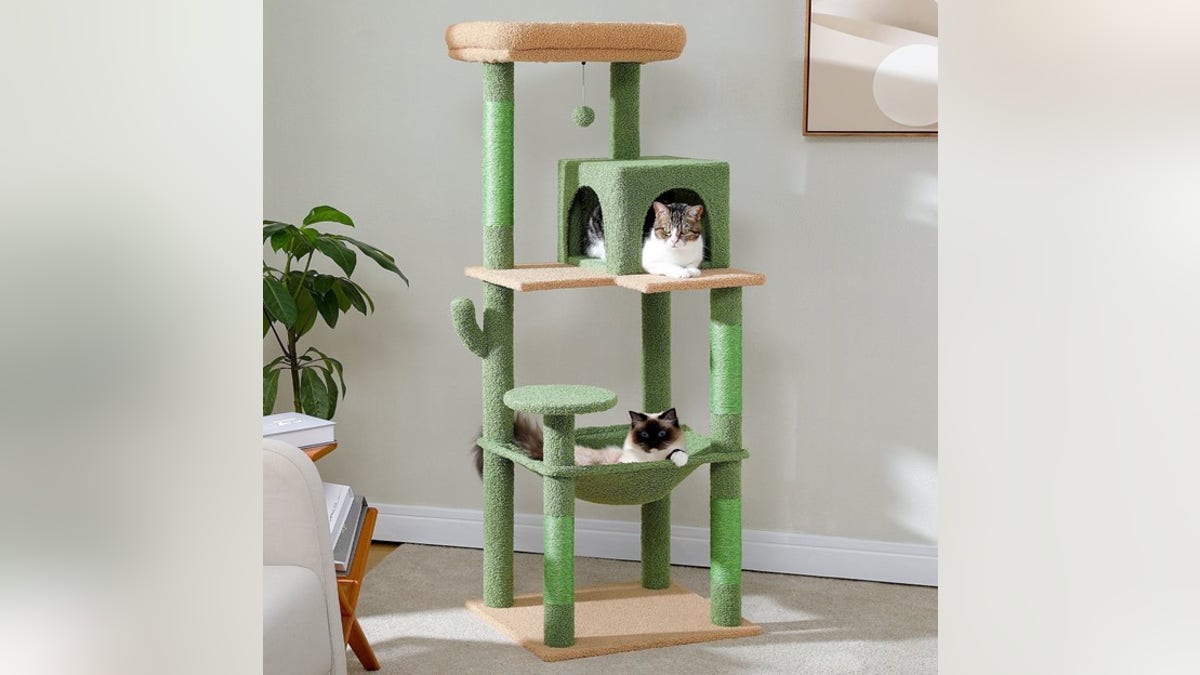 Give your cats a place to scratch and climb. 