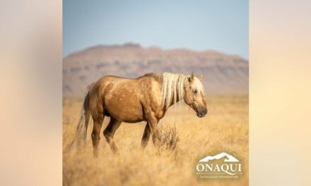 Utah authorities offering $30k reward for information on shooting death of wild horse