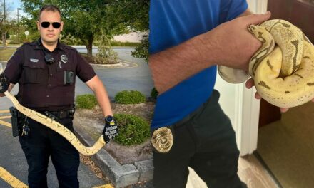 Python escapes North Carolina woman’s car at Chili’s