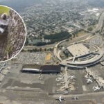 Guess Which Airline Just Has A Raccoon Fall Out Of The Ceiling At The Gate (You’re Right; It Was Spirit)