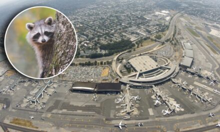 Guess Which Airline Just Has A Raccoon Fall Out Of The Ceiling At The Gate (You’re Right; It Was Spirit)