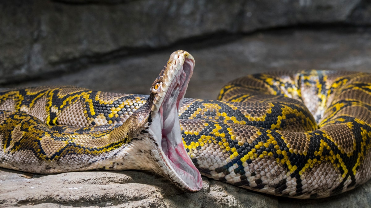 Reticulated python with mouth open 