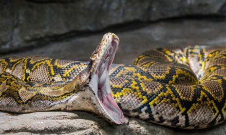 A look at the world’s longest snake which measures over 32 feet, a record-breaking slithering serpent