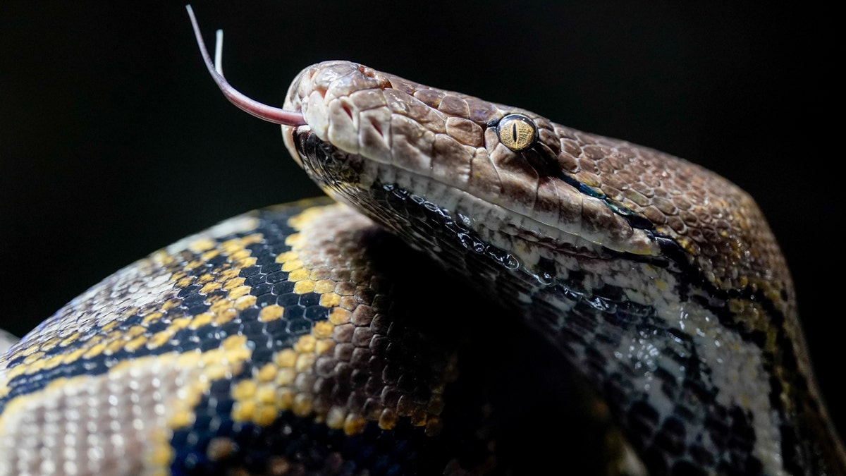 Reticulated python 