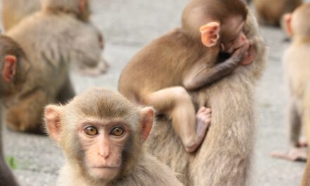 BREAKING: South Carolina on High Alert — Authorities Warn Residents to Lock Doors and Windows After 40+ Monkeys Escape Research Facility