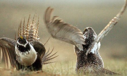 US to tighten restrictions on energy development to protect struggling sage grouse