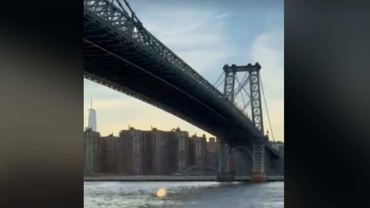 Whale spouting near Brooklyn Bridge