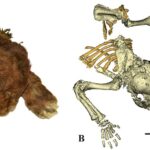 Scientists study ‘very rare’ frozen remains of 35,000-year-old saber-toothed cub