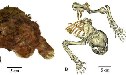 Scientists study ‘very rare’ frozen remains of 35,000-year-old saber-toothed cub