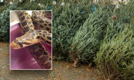 Hawaii store employees discover 2-foot snake in Christmas tree shipping container