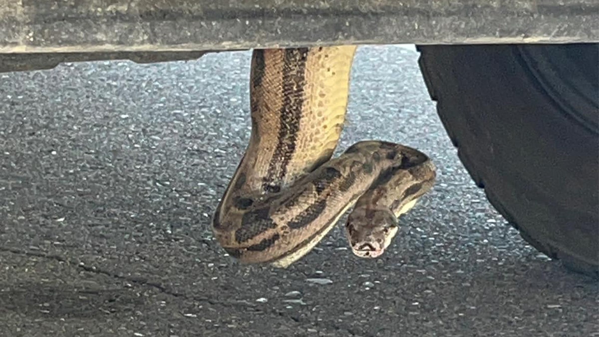 Snake hanging from under truck