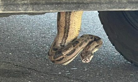 Arizona firefighters remove boa constrictor from pickup truck: ‘Unusual call’