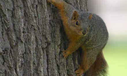 New York officials terrorize animal rescue sanctuary, seize Peanut the squirrel in bizarre raid