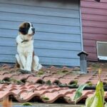 St. Bernard dog escapes from home, winds up trapped on ‘icy, slippery roof’