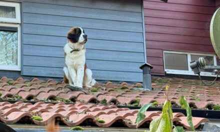 St. Bernard dog escapes from home, winds up trapped on ‘icy, slippery roof’