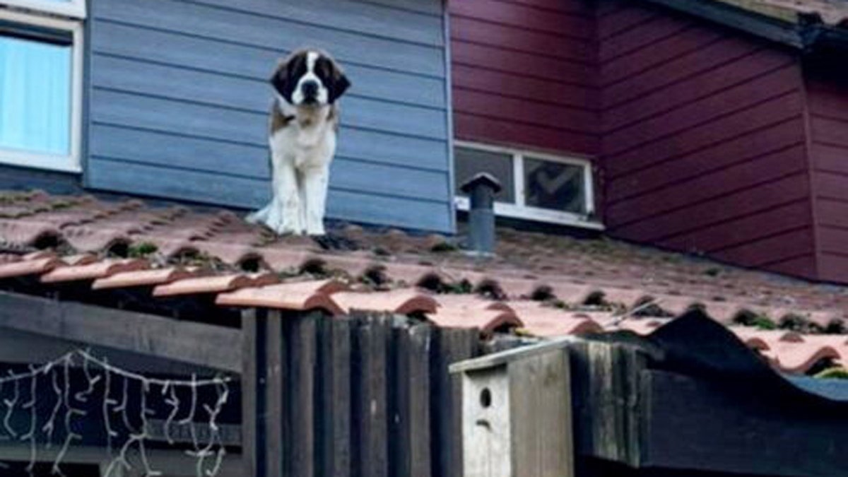 A St. Bernard stuck on an icy roof looks down.