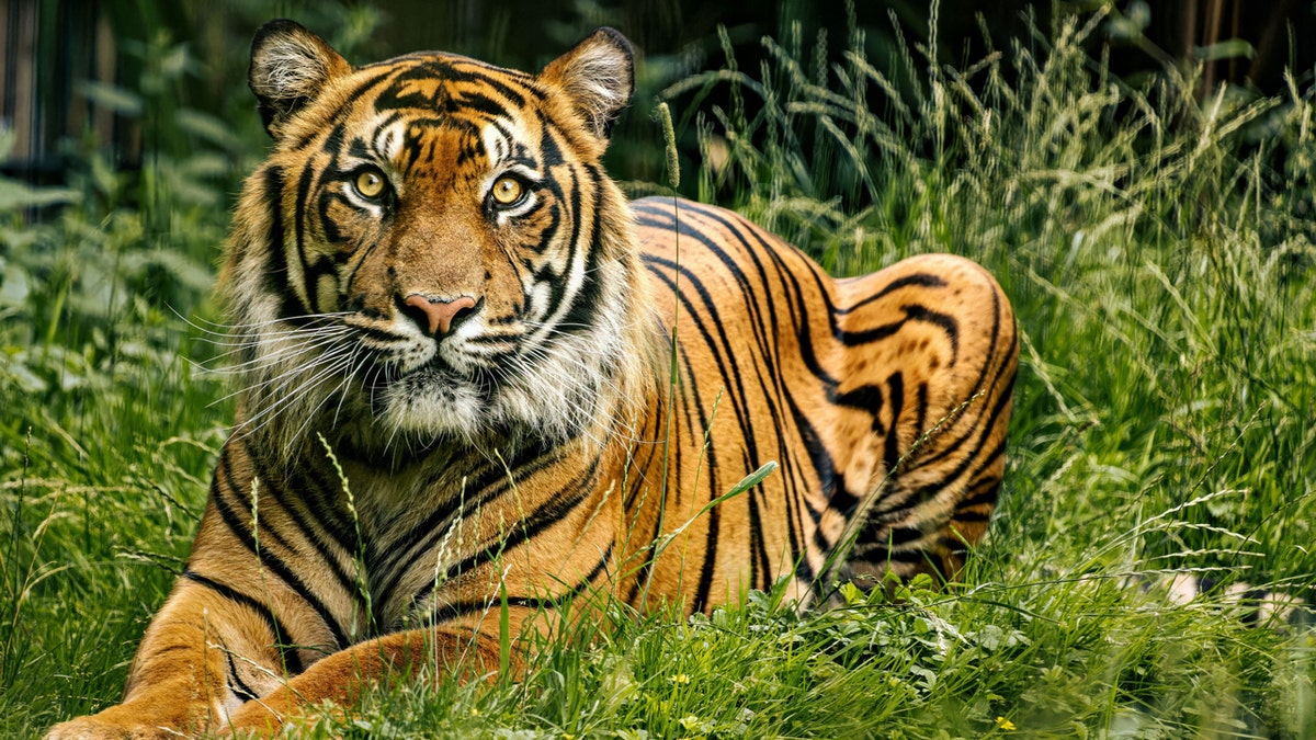 A tiger at the zoo