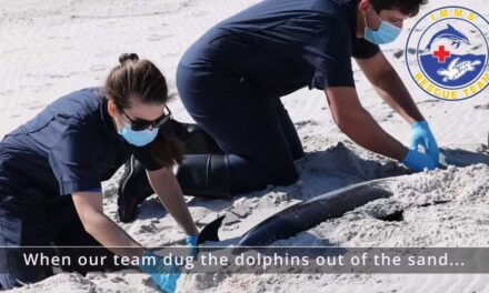 Four dolphins found dead on Mississippi’s Petit Bois Island in ‘very unusual event’