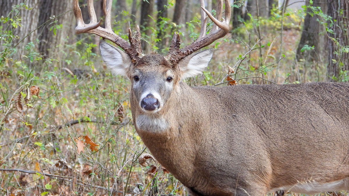 White-tailed deer