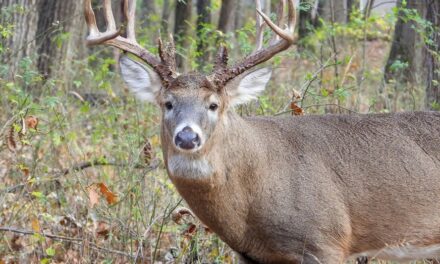 Hunters suffer fatal heart attacks while dragging heavy deer, state department reports