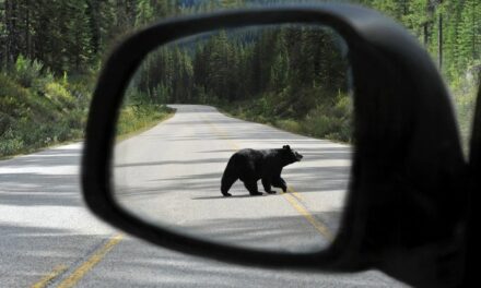 Wild attacks on luxury cars puzzle insurance officials — until wildlife expert notices something odd about ‘bear’ on video