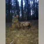 Hunter Kills Massive Elk, Shares Epic Photo