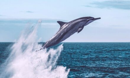 Too Cool: Massive ‘Dolphin Stampede’ Races Off California Coast