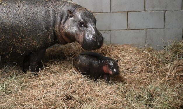 Zoo in Virginia launches poll to name newborn pygmy hippopotamus calf