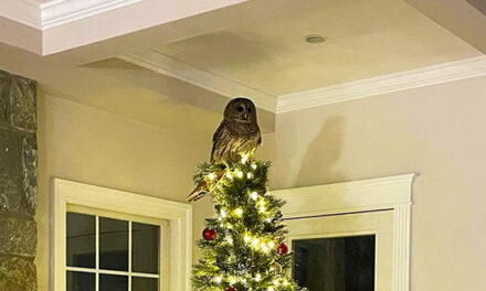 WATCH: ‘Majestic’ Owl Comes Down Virginia Family’s Chimney to Perch on Christmas Tree