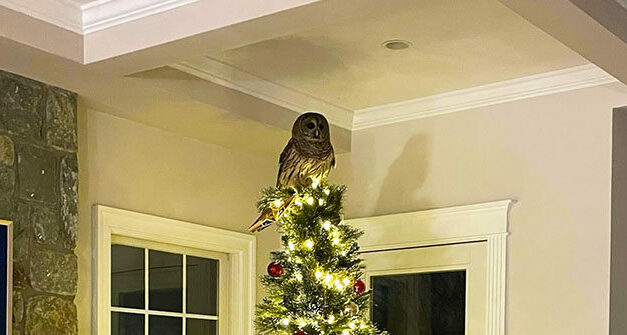 WATCH: ‘Majestic’ Owl Comes Down Virginia Family’s Chimney to Perch on Christmas Tree