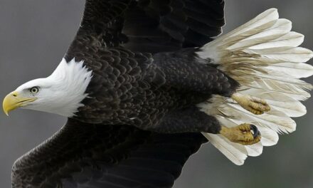 Finger on the Pulse: Amy Klobuchar Passes Vital Legislation to Make the Bald Eagle Our National Bird