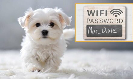 Cherished Pet Lives On As WiFi Password