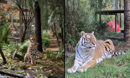 Bird flu kills 20 big cats at Washington State sanctuary 😲