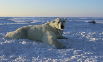 To Protect His Wife, Canada Man Takes on Apex Predator and Lives to Tell the Tale