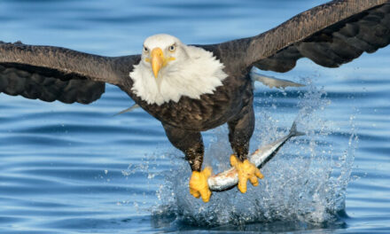 House Passes Bill to Designate Bald Eagle as National Bird, Sending Measure to Biden’s Desk