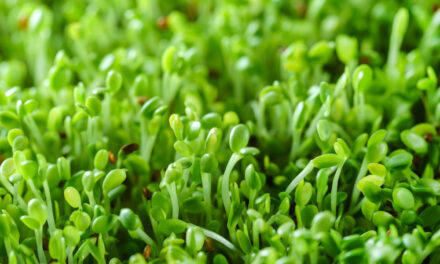 Broccoli sprouts and their effect on breast cancer