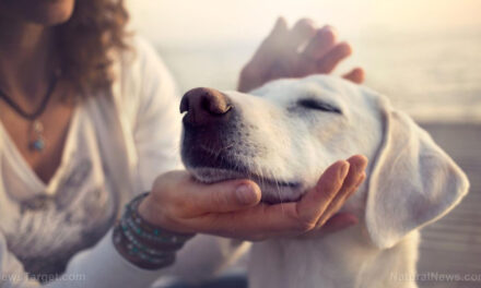 Groundbreaking study shows dogs can use soundboards to communicate with humans