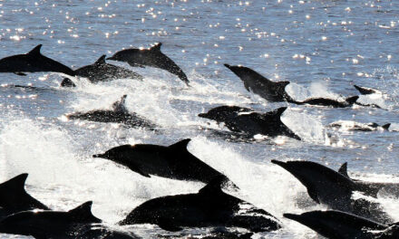 WATCH: Massive California ‘Dolphin Stampede’ Fascinates Visitors