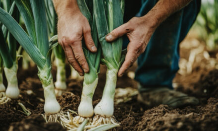 Leeks: An underrated superfood with science-backed health benefits