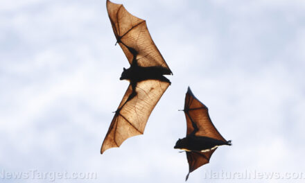 Queensland authorities warn of potential spread of 100% fatal “bat virus”