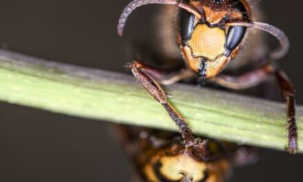 Northern giant hornets officially eradicated from Washington state