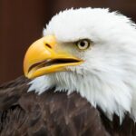 Biden Signs Legislation Declaring The Bald Eagle As America’s National Bird