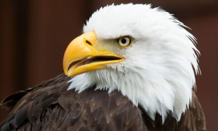 Biden Signs Legislation Declaring The Bald Eagle As America’s National Bird