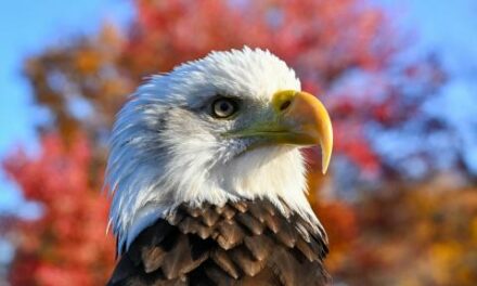 House sends bill to make bald eagles the official national bird to Biden’s desk