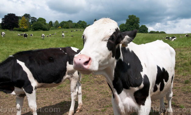 California declares state of emergency following discovery of bird flu in dairy cows