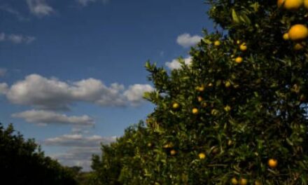 Report says Florida’s citrus industry crop is down 90% from two decades before