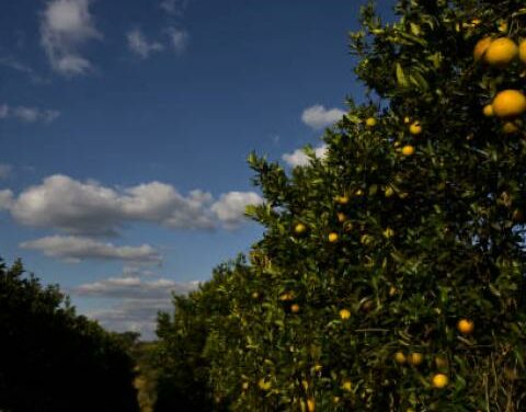 Report says Florida’s citrus industry crop is down 90% from two decades before