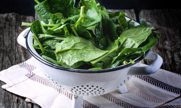 The epic journey of sauteed spinach with garlic, a nutritious holiday side dish