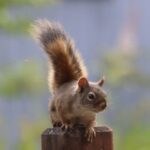 Scientists Say They Are Stunned by Vole-Hunting, Predatory Squirrels